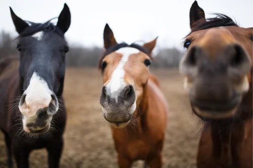 Physiologie du cheval