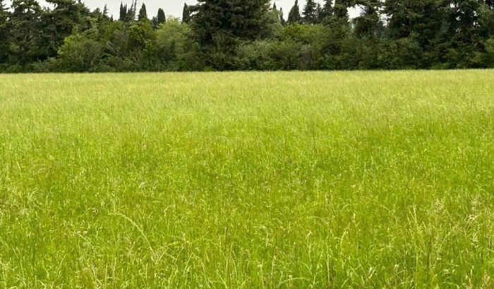 Foin de Crau - haute teneur en protéines