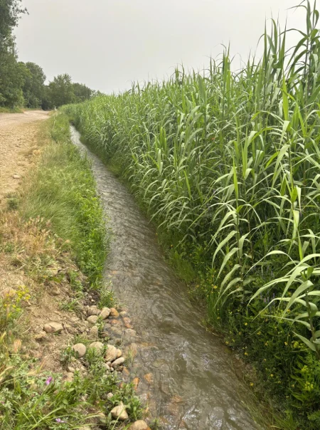 Foin de Crau - Plantes alimentation saine